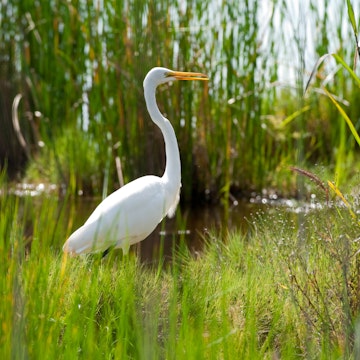 Close-up of a white egret in wetlands.