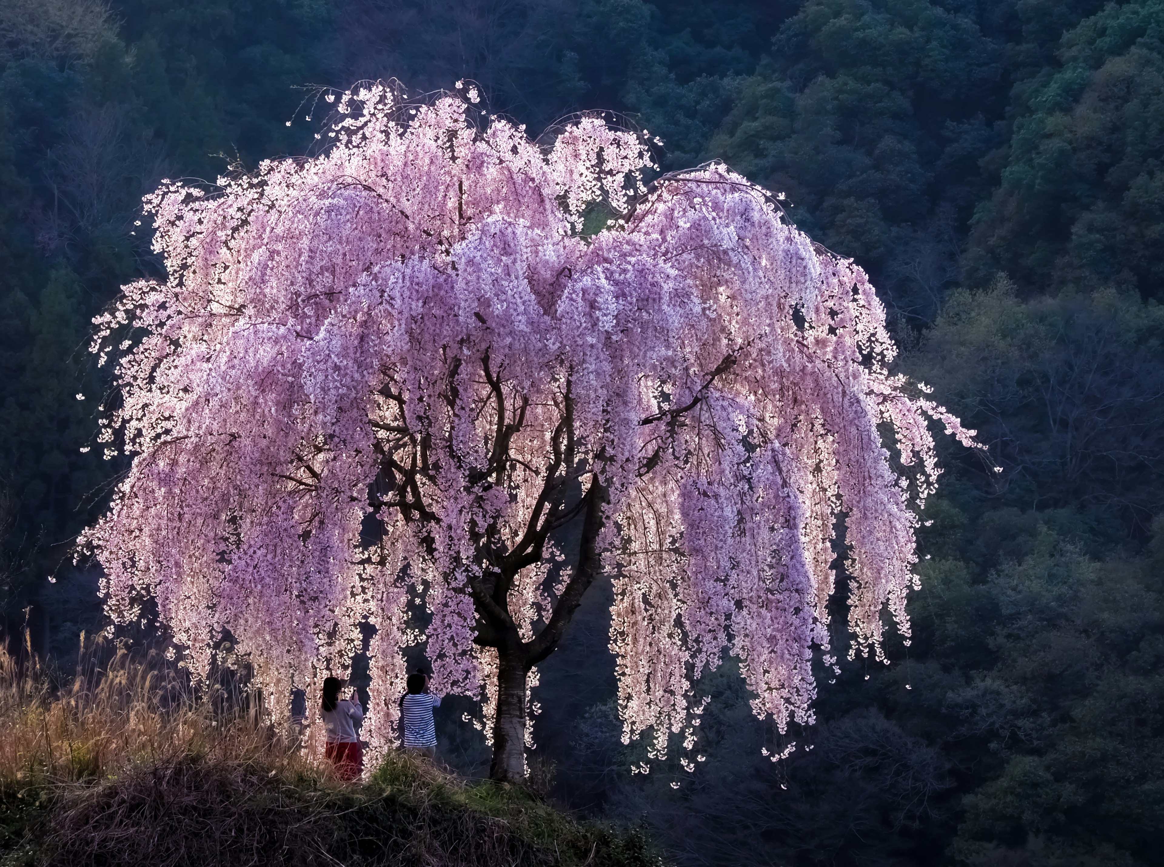 A couple photographing a cherry blossom tree in full bloom