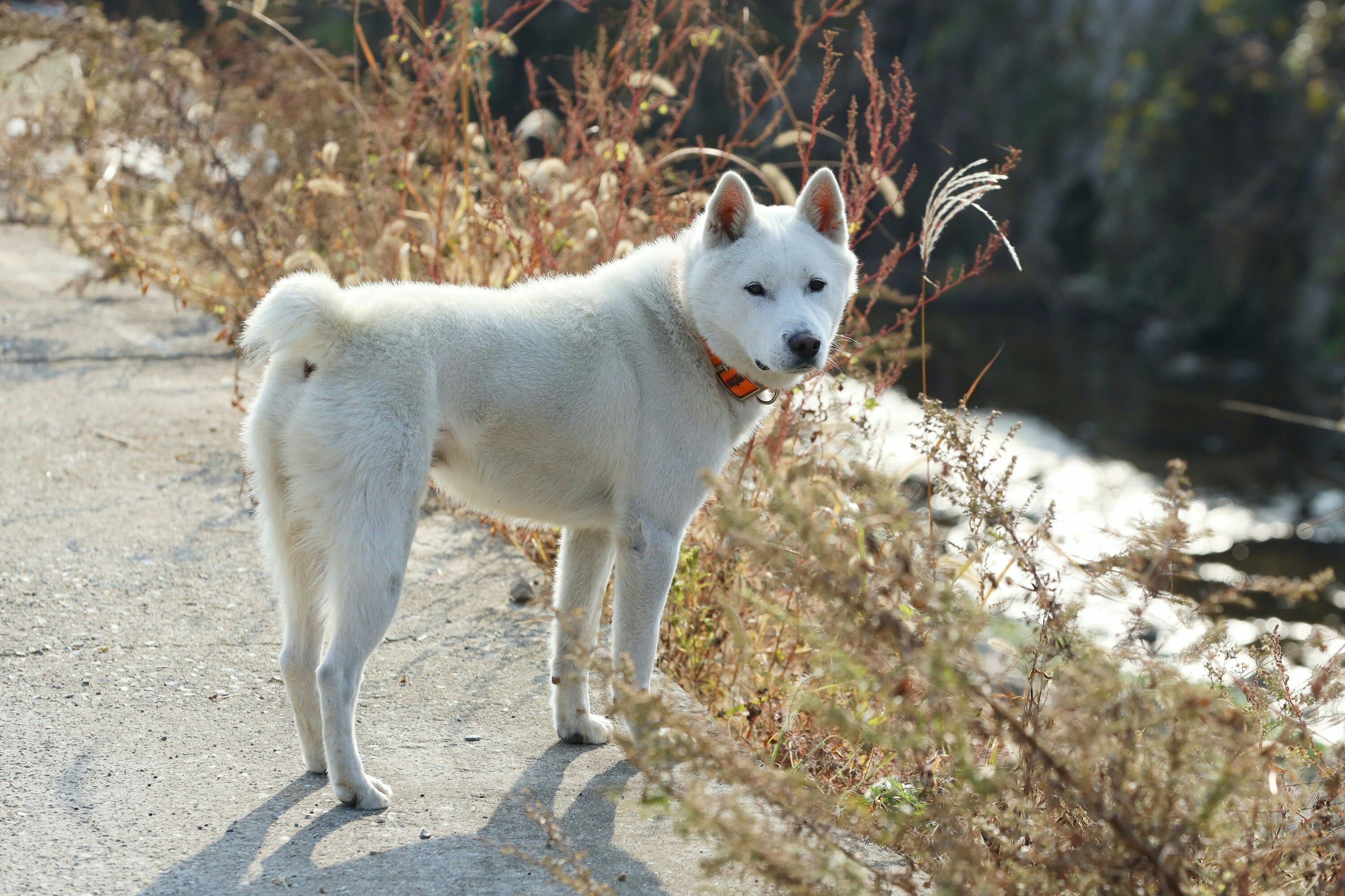 A Donggyeongyi Dog named Seok-dol, a Korea's natural monument number 540, is pictured in Gyeongju, North Gyeongsang province, Korea.
