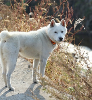 A Donggyeongyi Dog named Seok-dol, a Korea's natural monument number 540, is pictured in Gyeongju, North Gyeongsang province, Korea.