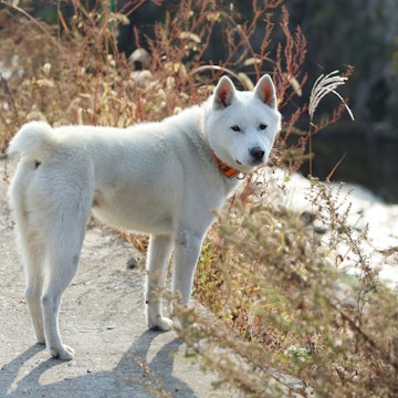 A Donggyeongyi Dog named Seok-dol, a Korea's natural monument number 540, is pictured in Gyeongju, North Gyeongsang province, Korea.