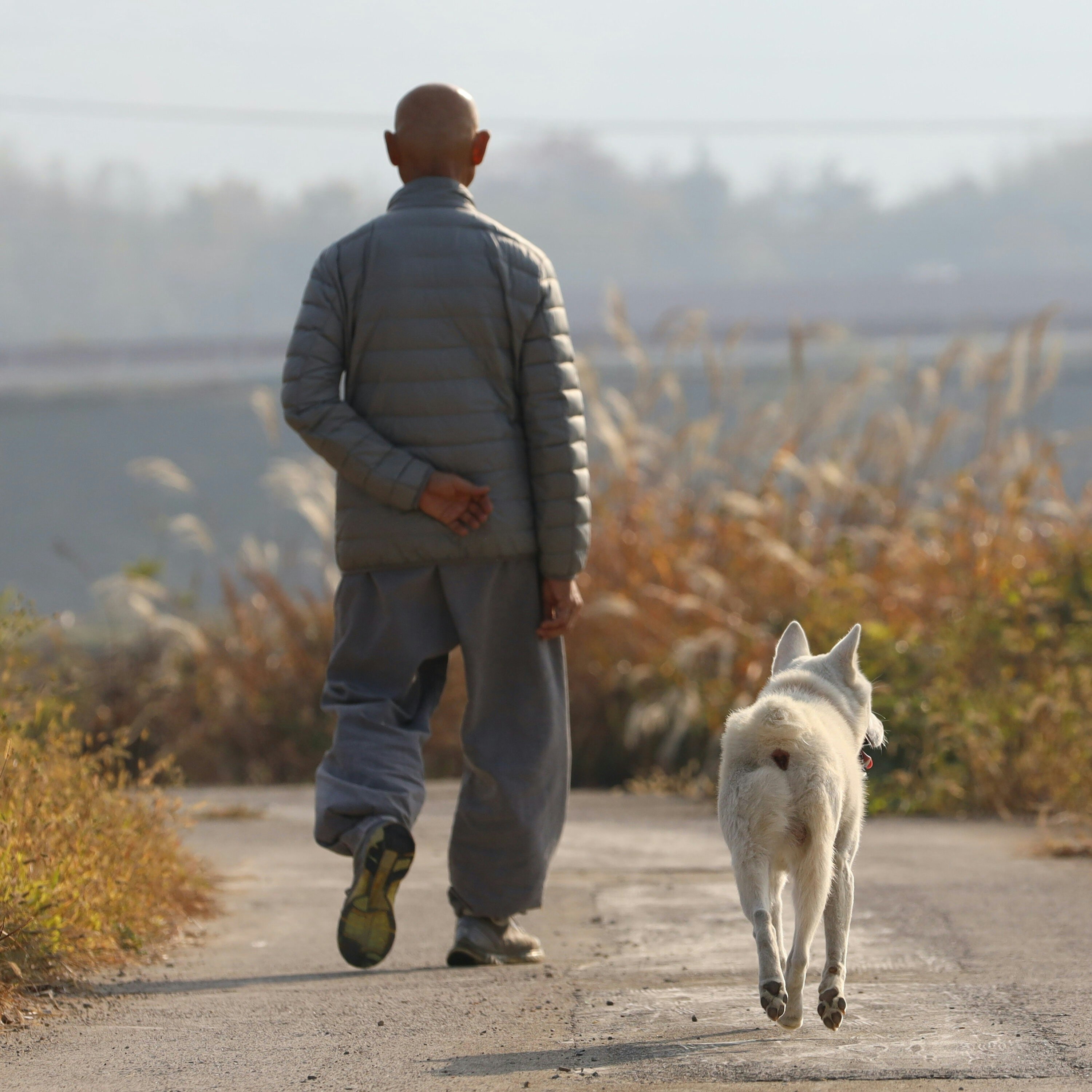 A Donggyeongyi Dog, the natural monument number 540, named Seok-dol walks with his master the Ven. Yin-gak Sunim at the Seokbulsa temple in Gyeongju, North Gyeongsang province, Korea.