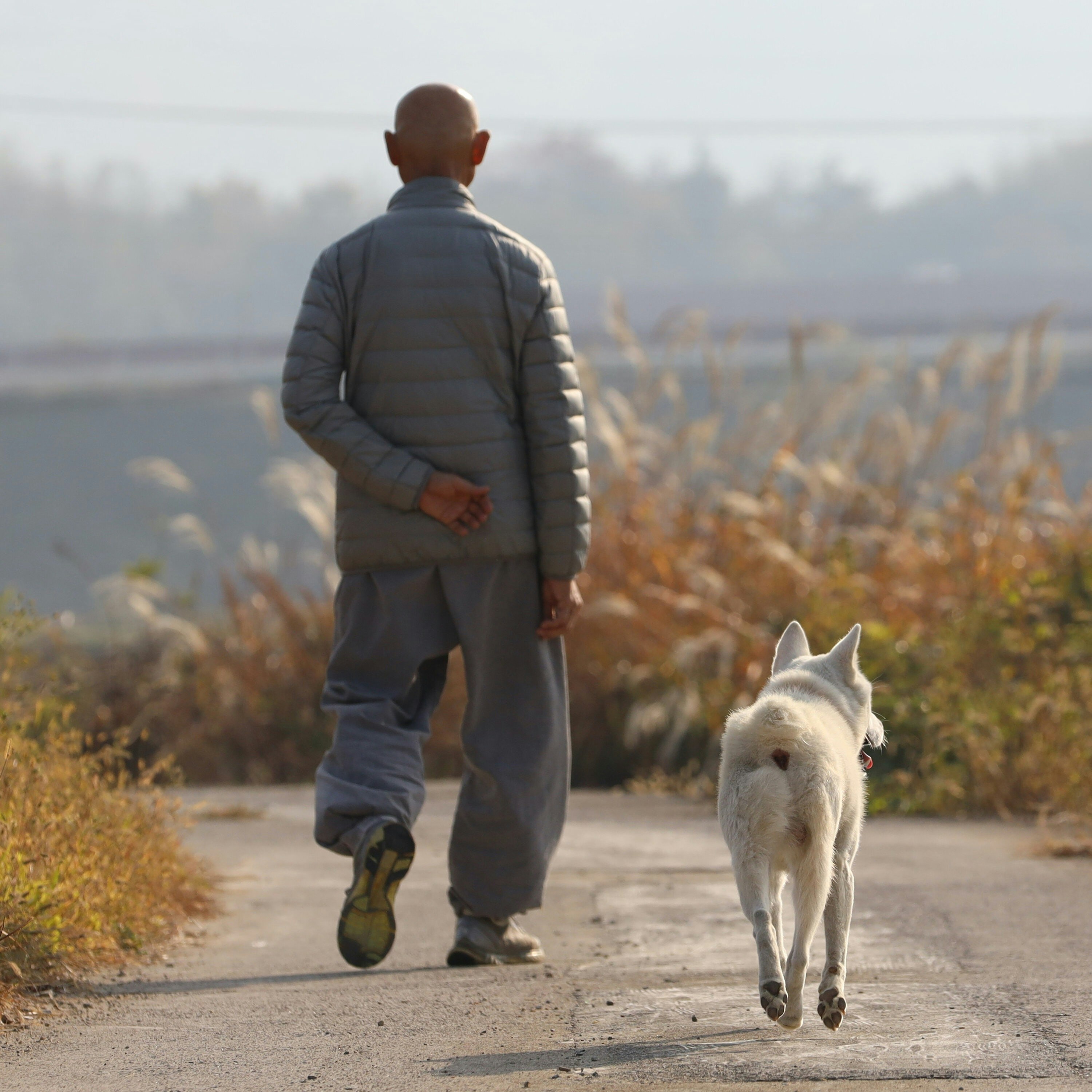 A Donggyeongyi Dog, the natural monument number 540, named Seok-dol walks with his master the Ven. Yin-gak Sunim at the Seokbulsa temple in Gyeongju, North Gyeongsang province, Korea. 
