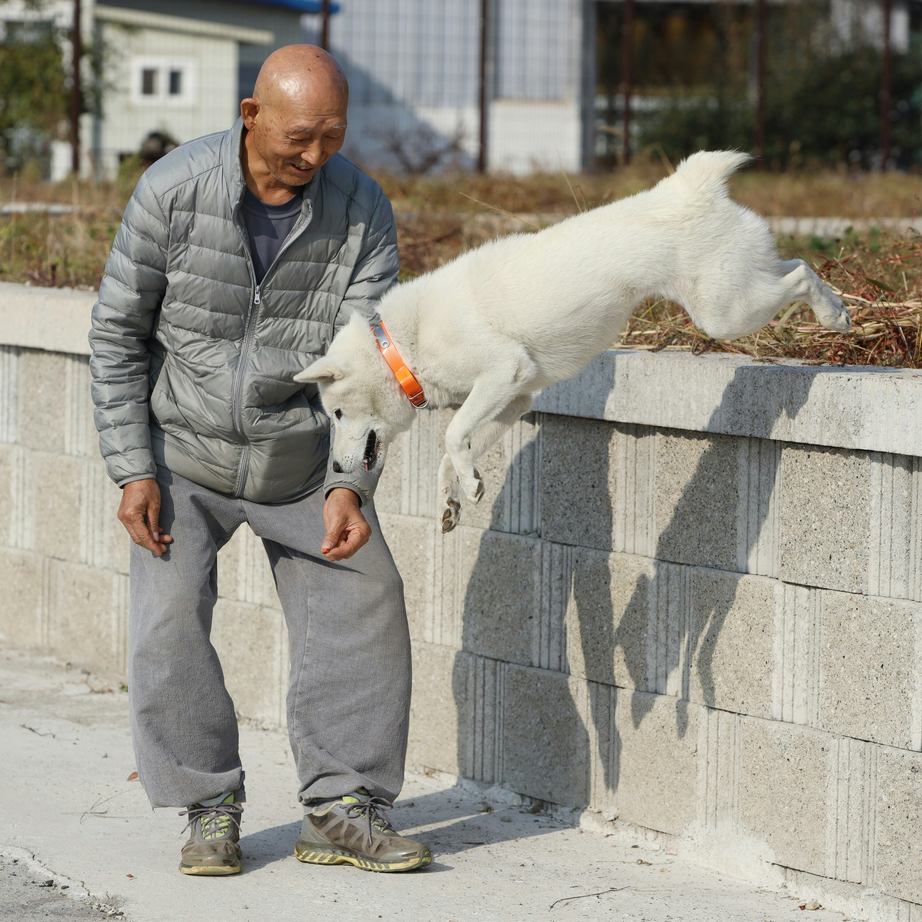 A Donggyeongyi dog named Seok-dol plays with his owner Ingak Sunim at the Seokbulsa Buddhist temple in Gyeongju, Korea.