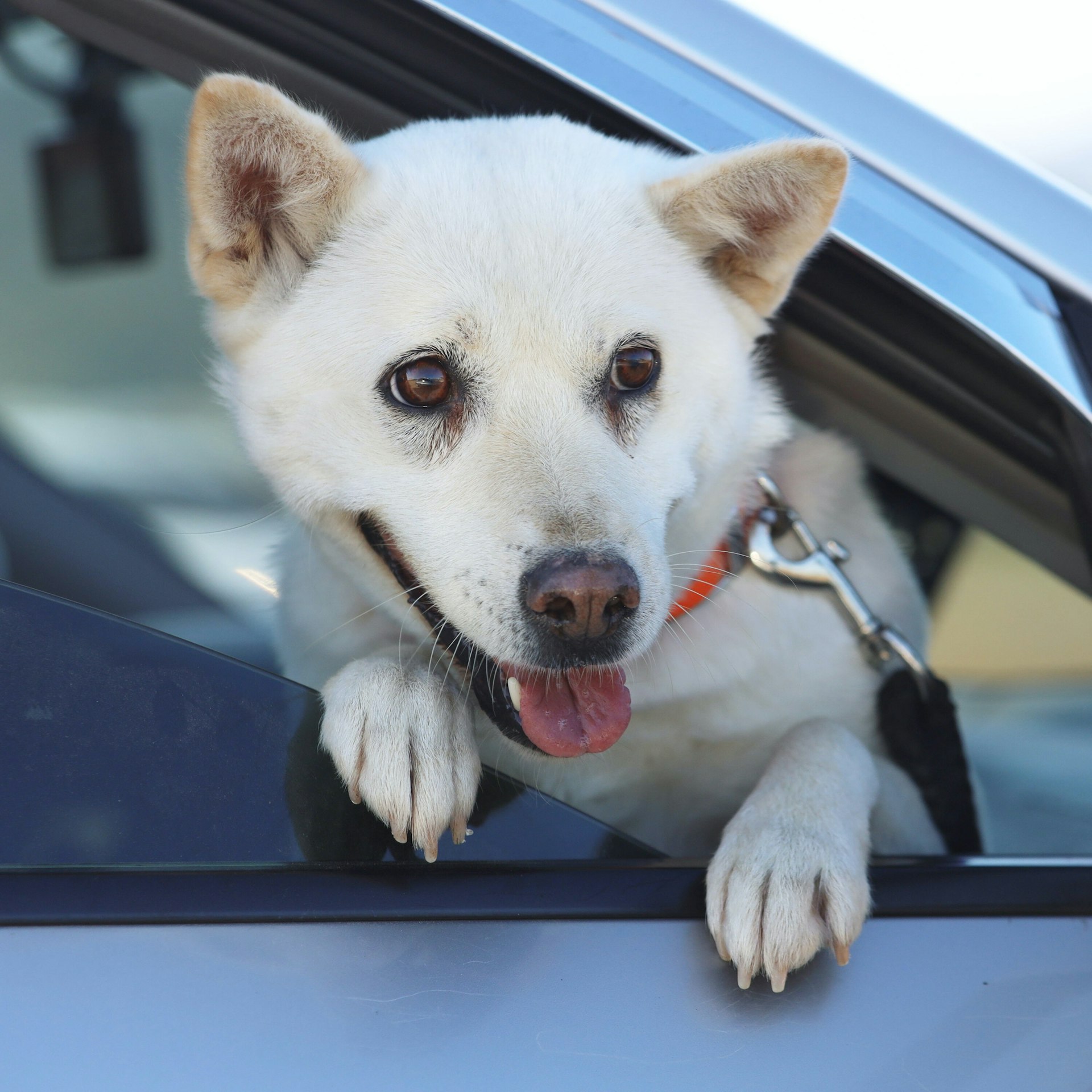 A Donggyeongyi puppy sticks out its head from a car in Gyeongju, North Gyeongsang province, Korea. 