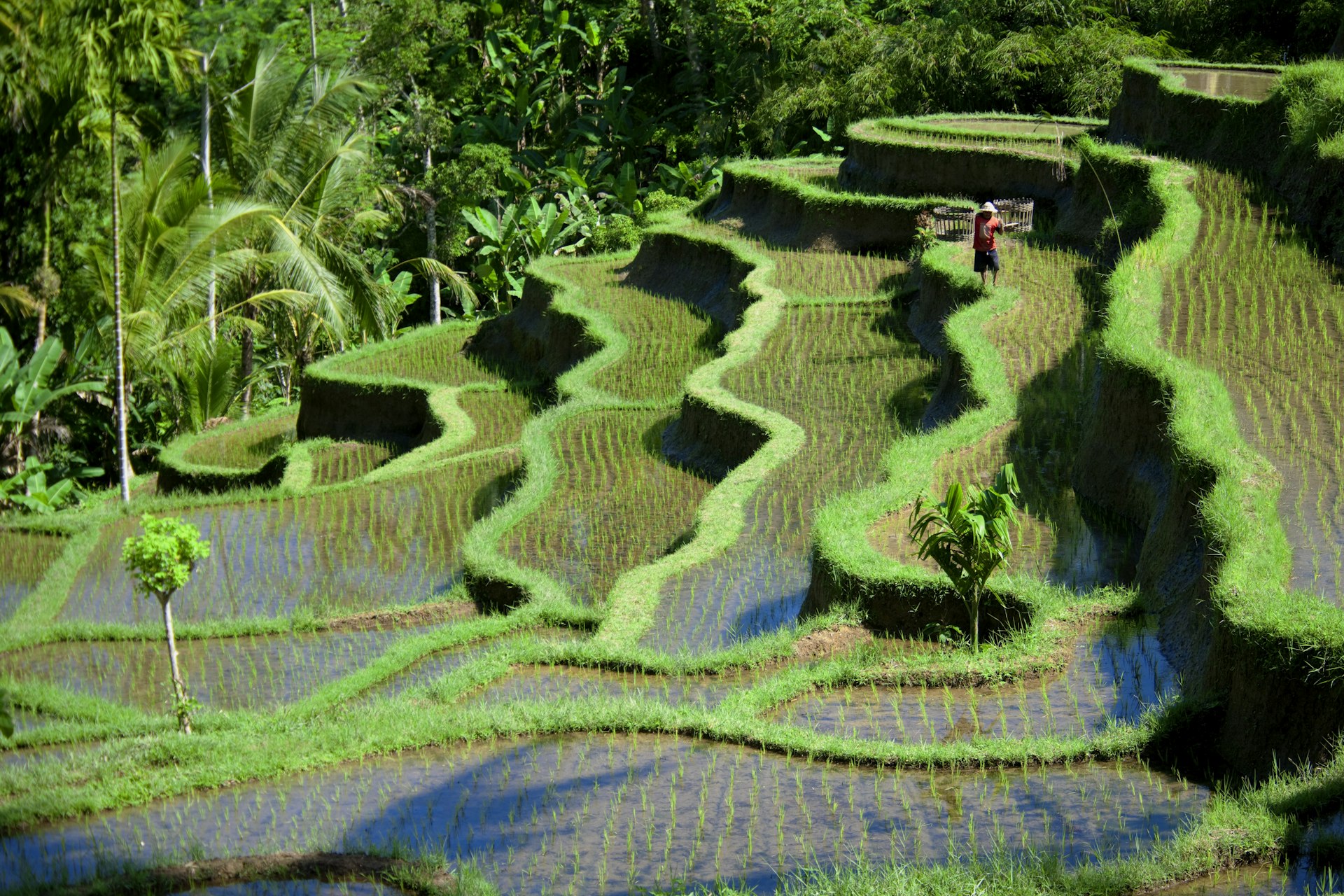 Overview of flooded rice terraces near Ubud