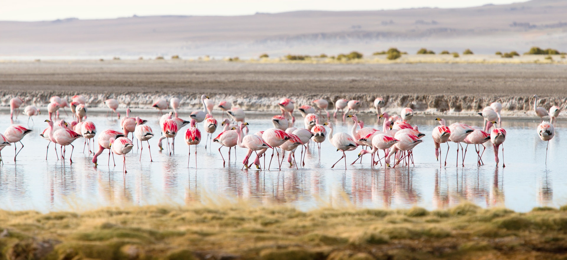 A flock of James’ flamingos feeding in Salar de Tara.