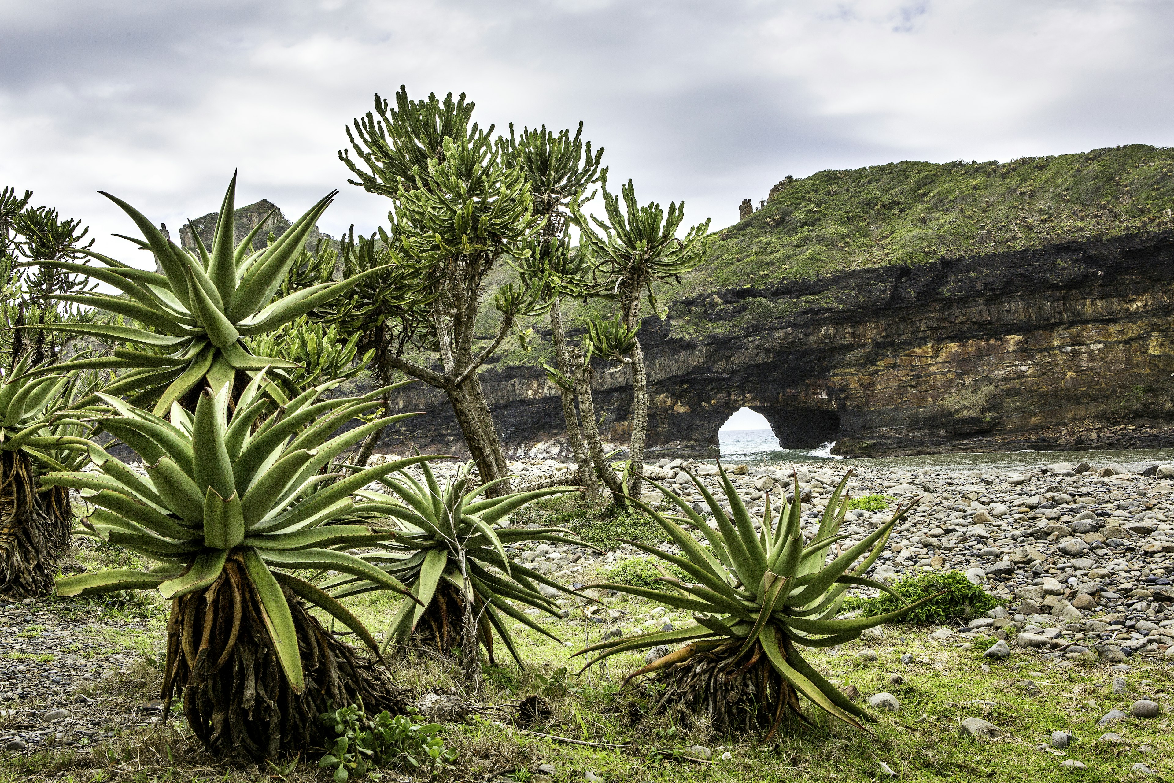 Aloe plants frame the Hole in the wall rock formation near Coffee Bay