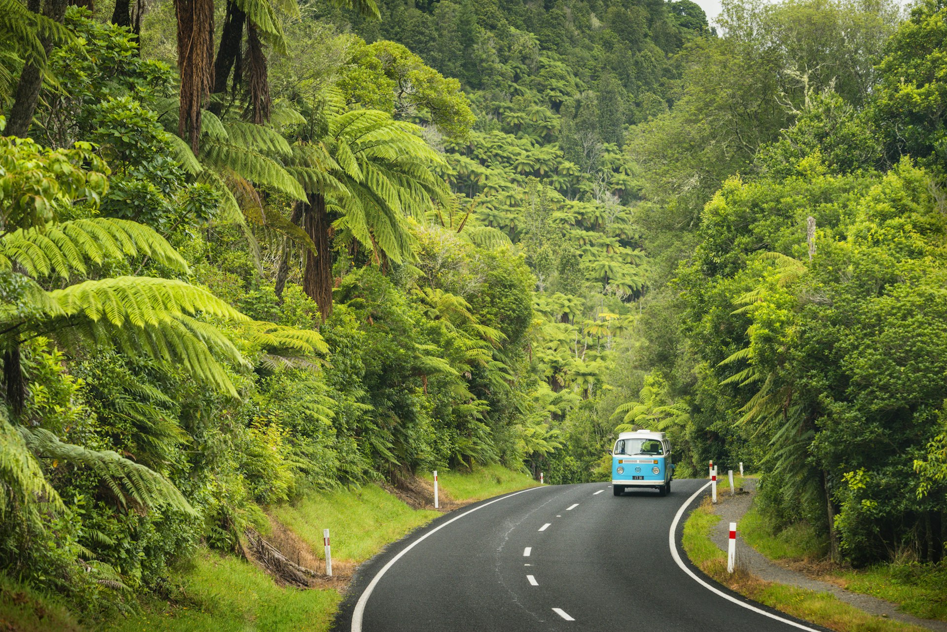 Combi van along road surrounded by tree ferns and palms in the Waitakere Ranges, between Auckland and Piha.