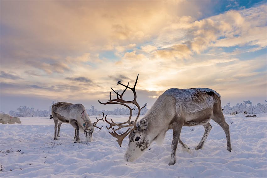 Reindeer graze in the snow Karasjok, Norway