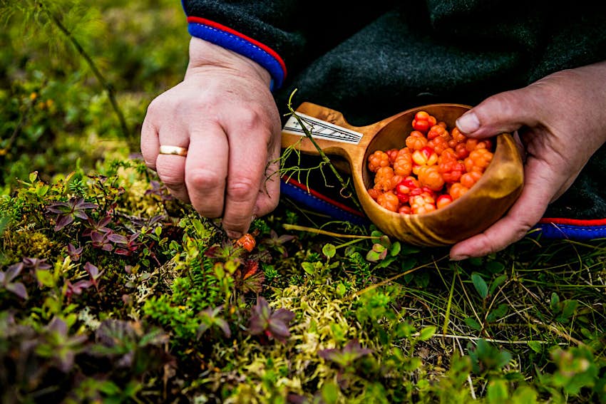 A Sami woman picks cloudberries
