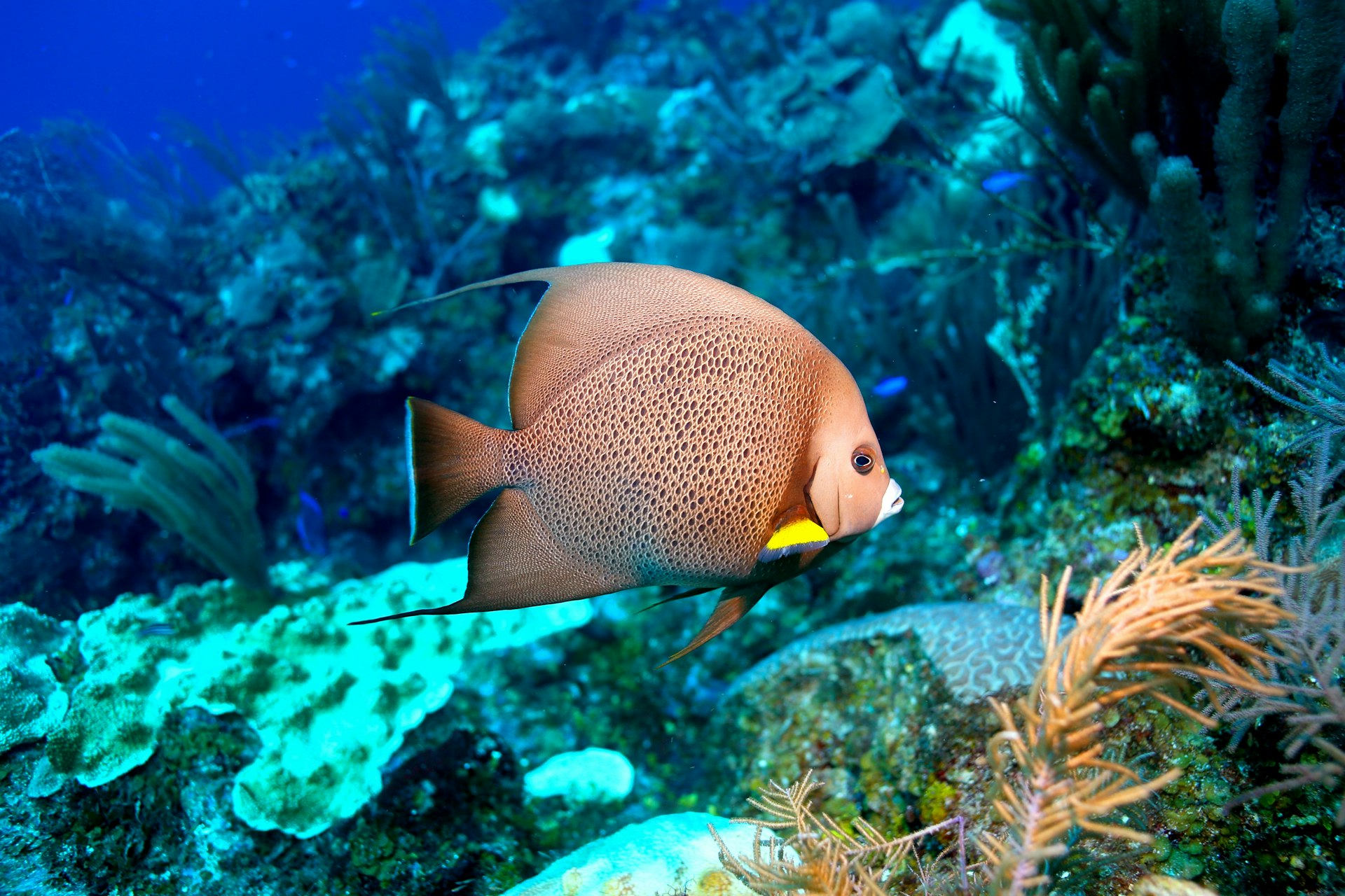 A Grey Angel Fish swims among underwater plant life in the clear waters of the Turneffe Atoll in Belize.