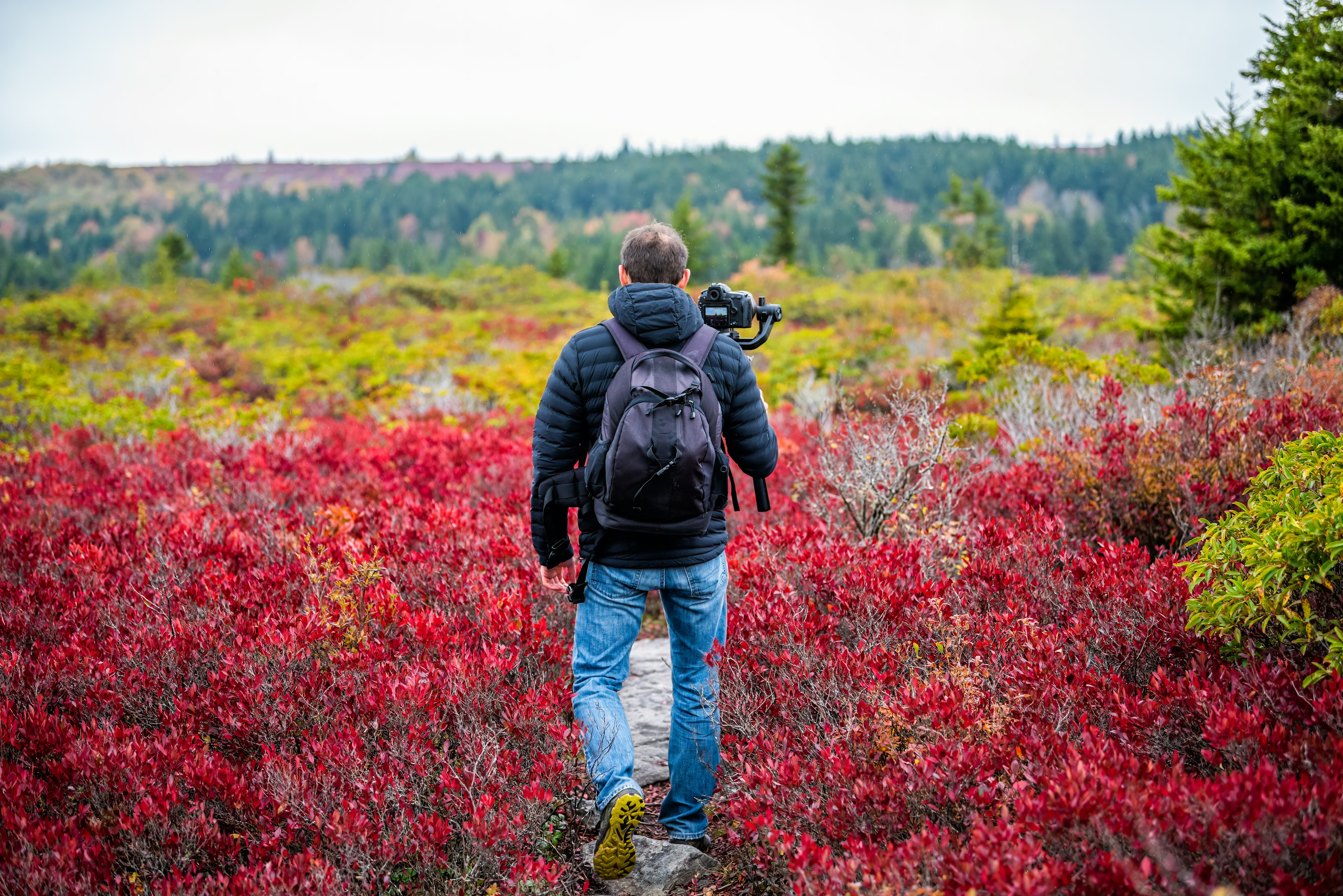 Man photographer with camera and tripod stabilizing gimbal hiking on autumn Bear Rocks trail in Dolly Sods, West Virginia filming video of red huckleberry bushes.