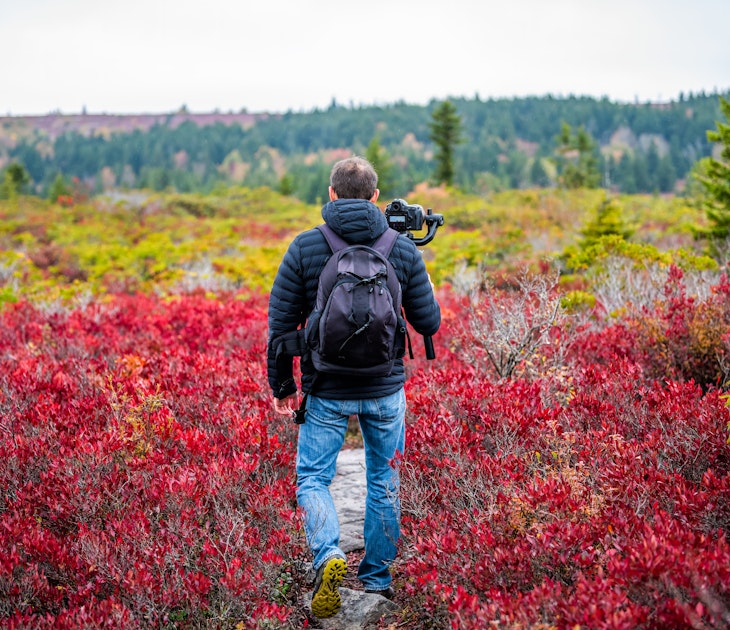Man photographer with camera and tripod stabilizing gimbal hiking on autumn Bear Rocks trail in Dolly Sods, West Virginia filming video of red huckleberry bushes.