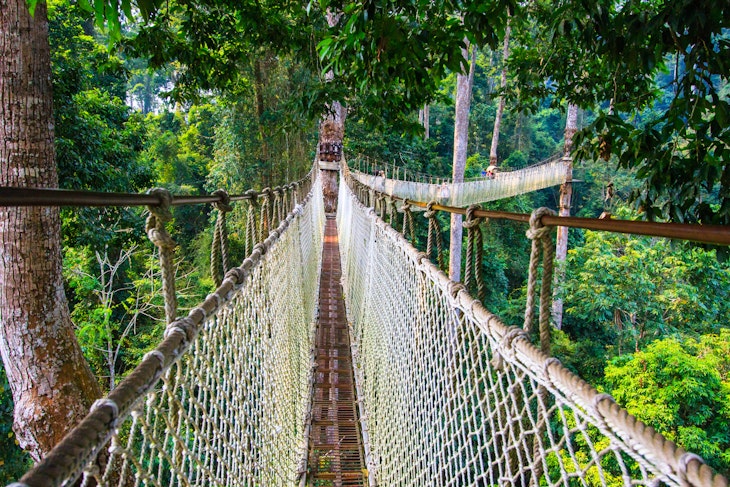 For those not afraid of height, walk on narrow and swinging rope bridges built on top of towering sky trees in Parashorea Scenic Zone of Xishuangbanna National Tropical Rainforest Park, located in Mengla county, Xishuangbanna prefecture @ Yunnan province of China.