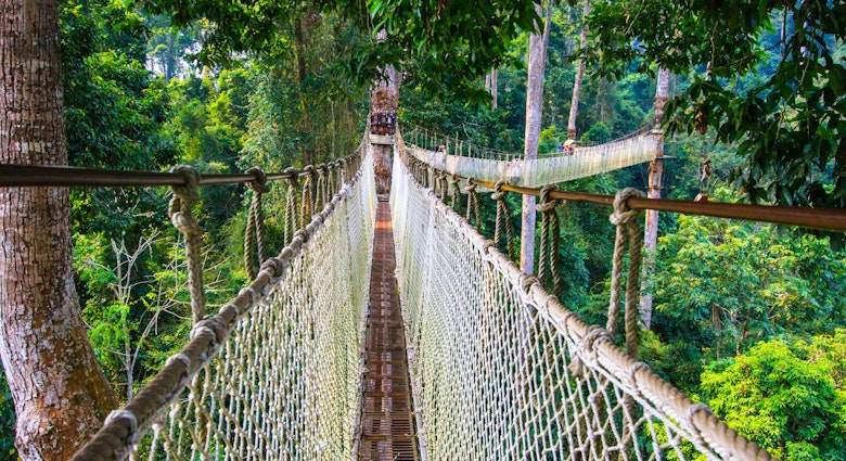 For those not afraid of height, walk on narrow and swinging rope bridges built on top of towering sky trees in Parashorea Scenic Zone of Xishuangbanna National Tropical Rainforest Park, located in Mengla county, Xishuangbanna prefecture @ Yunnan province of China.