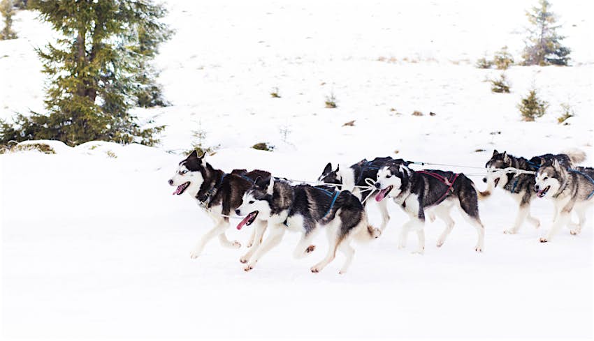 Husky dogs pull a sled through a snow-covered landscape