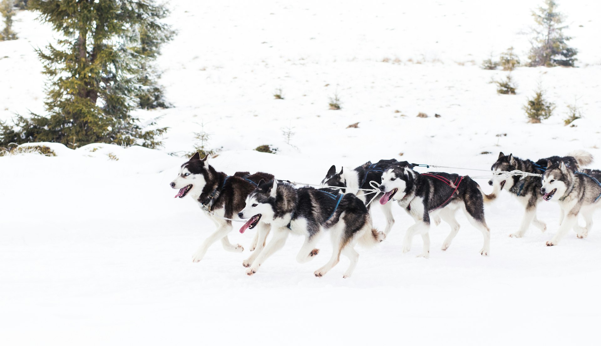 Husky dogs pull a sled through a snowy landscape