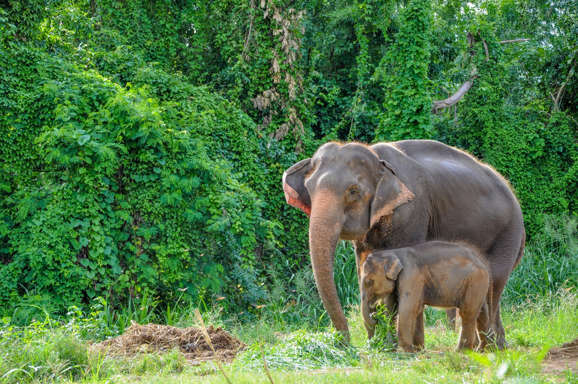 Thai mother elephant and calf eating vegetation in the At the Elephant Village Kanchanaburi, Thailand.