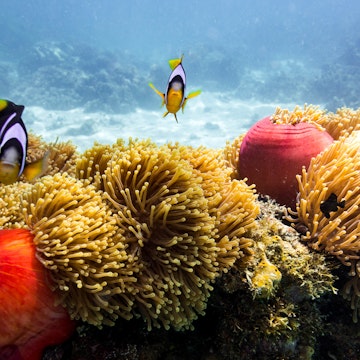Colourful tropical coral reef and a school of reef fish.