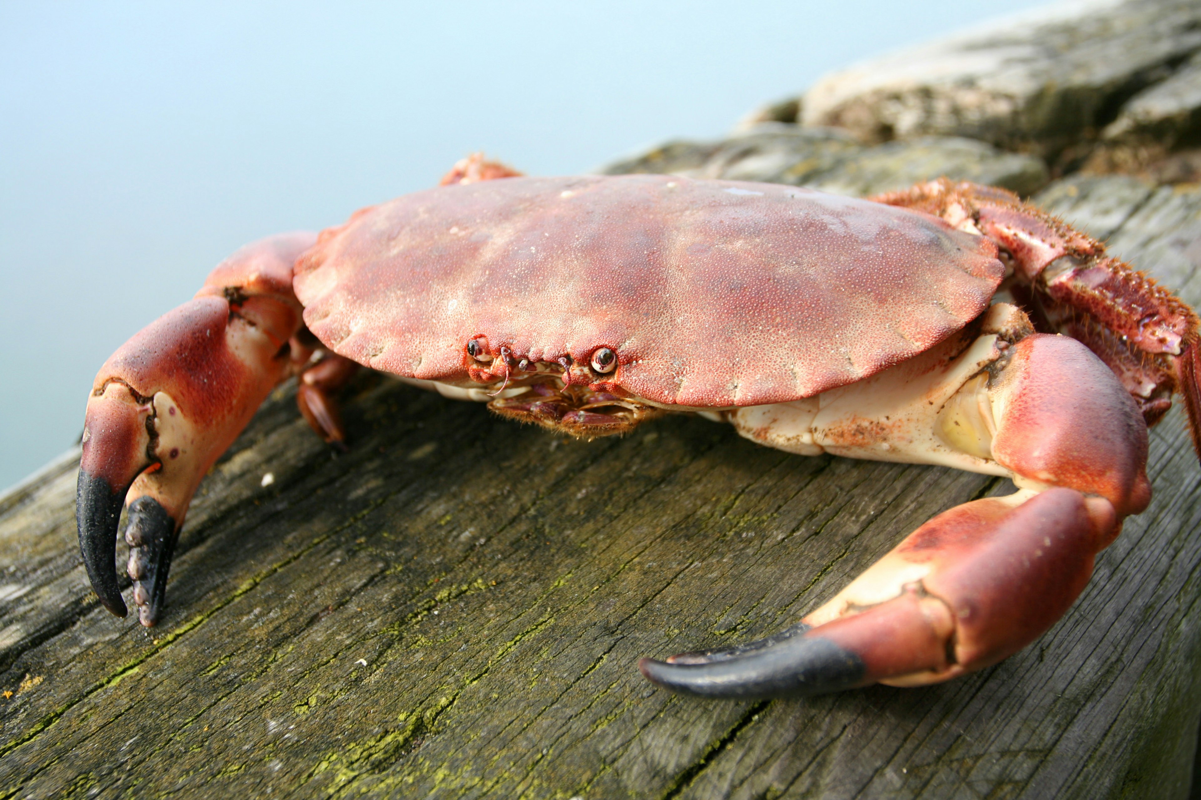 A crab on the dock of Craster, England