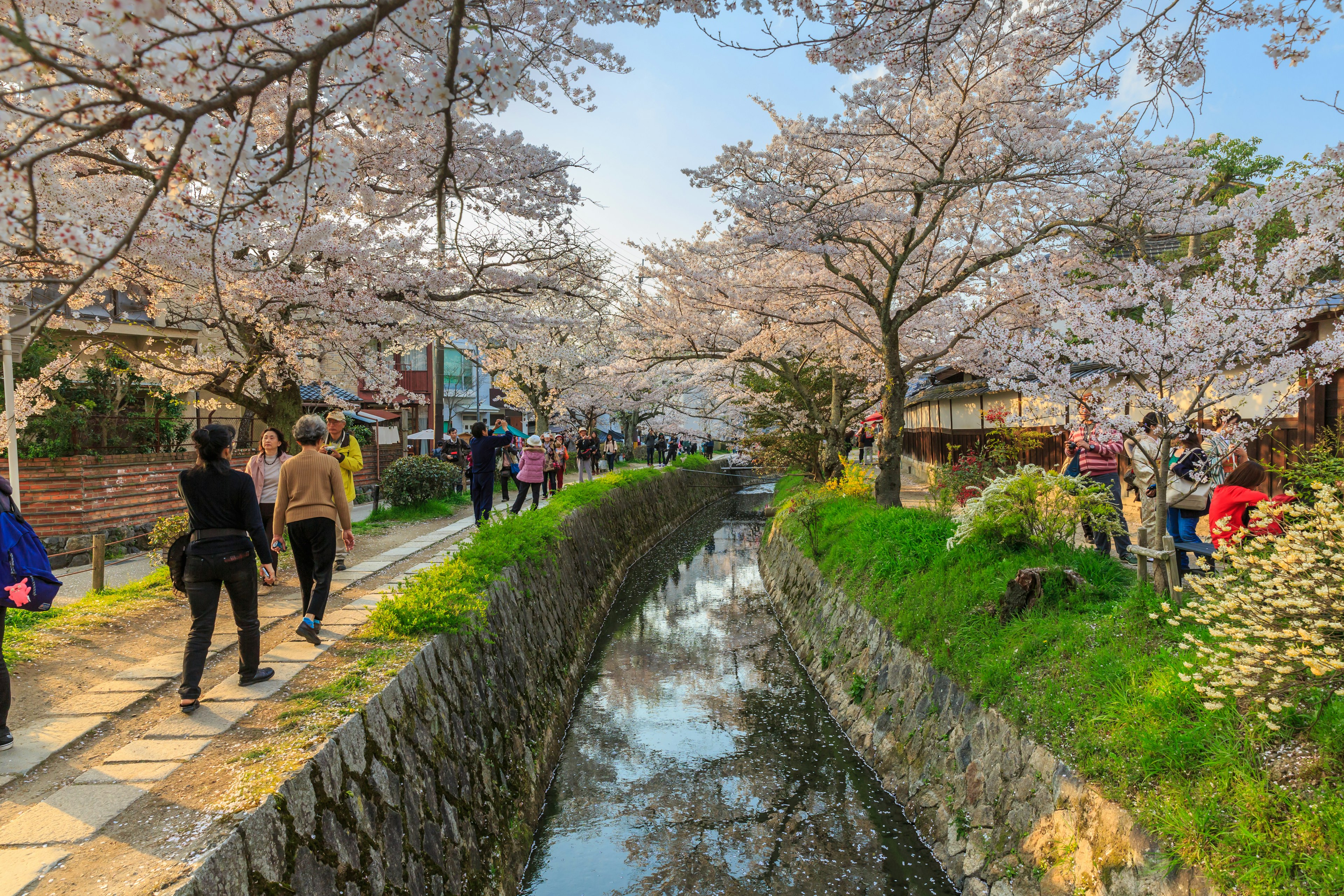 Tourists enjoy Cherry blossoms on the Path of Philosophy in Kyoto