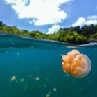 Split photo of endemic golden jellyfish in lake at the Republic of Palau. Snorkeling in Jellyfish Lake is a popular activity for tourists to Palau.