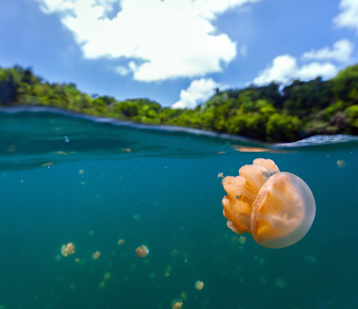 Split photo of endemic golden jellyfish in lake at the Republic of Palau. Snorkeling in Jellyfish Lake is a popular activity for tourists to Palau.
