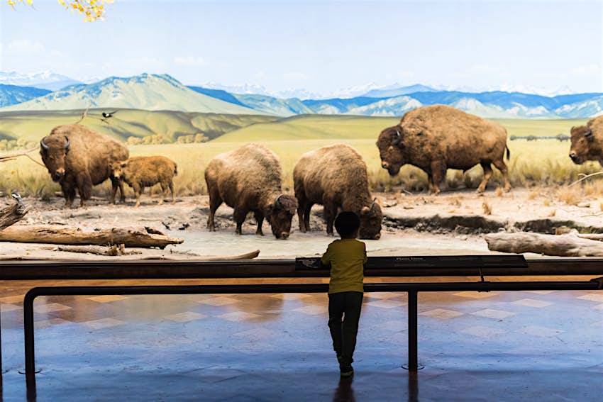 A person looking at a diorama at the Natural History Museum of Los Angeles