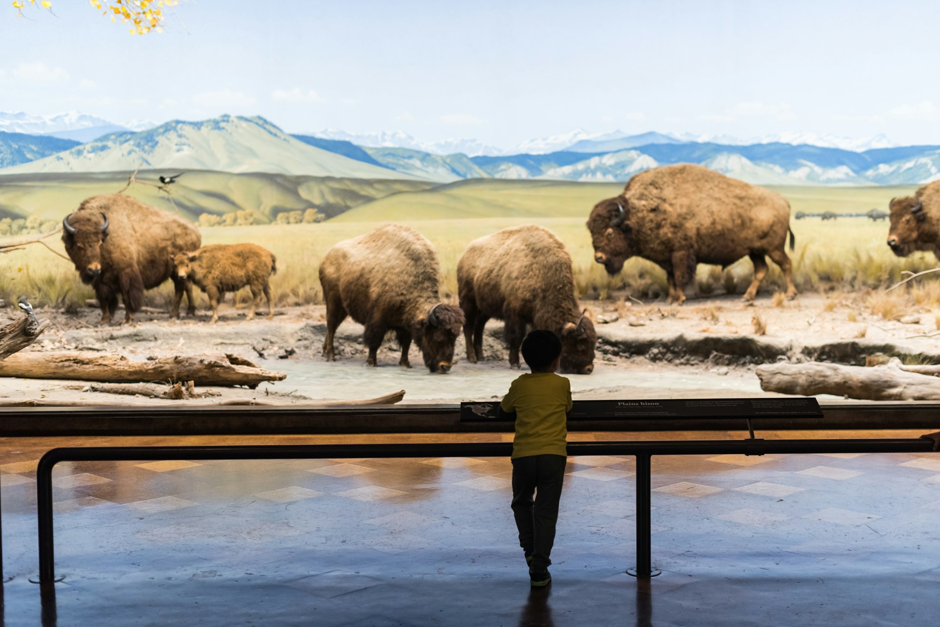 A person looking at a diorama at the Natural History Museum of Los Angeles