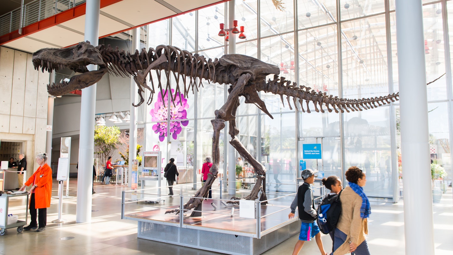 Tyrannosaur Rex skeleton in the California Academy of Sciences