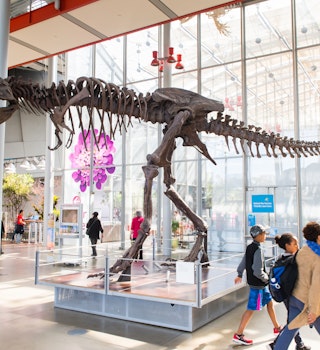 Tyrannosaur Rex skeleton in the California Academy of Sciences