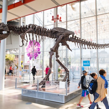 Tyrannosaur Rex skeleton in the California Academy of Sciences