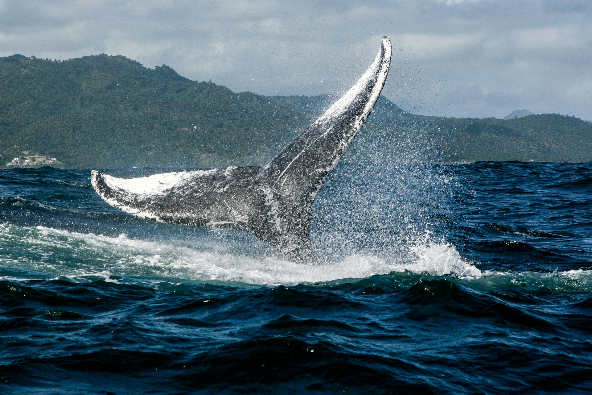 A closeup of a humpback whale tail off the coast near Samana in the Dominican Republic