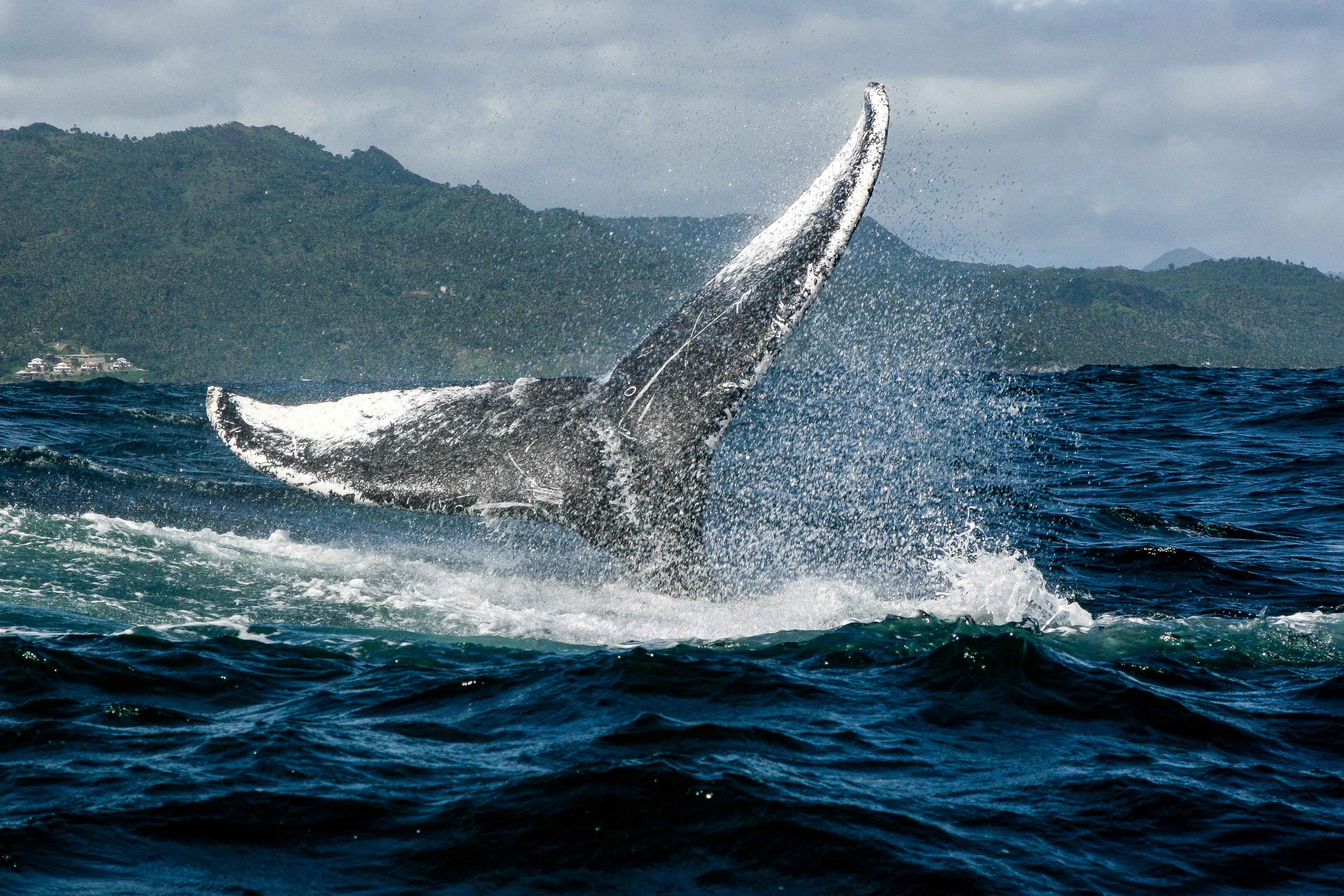 A closeup of a humpback whale tail off the coast near Samana in the Dominican Republic