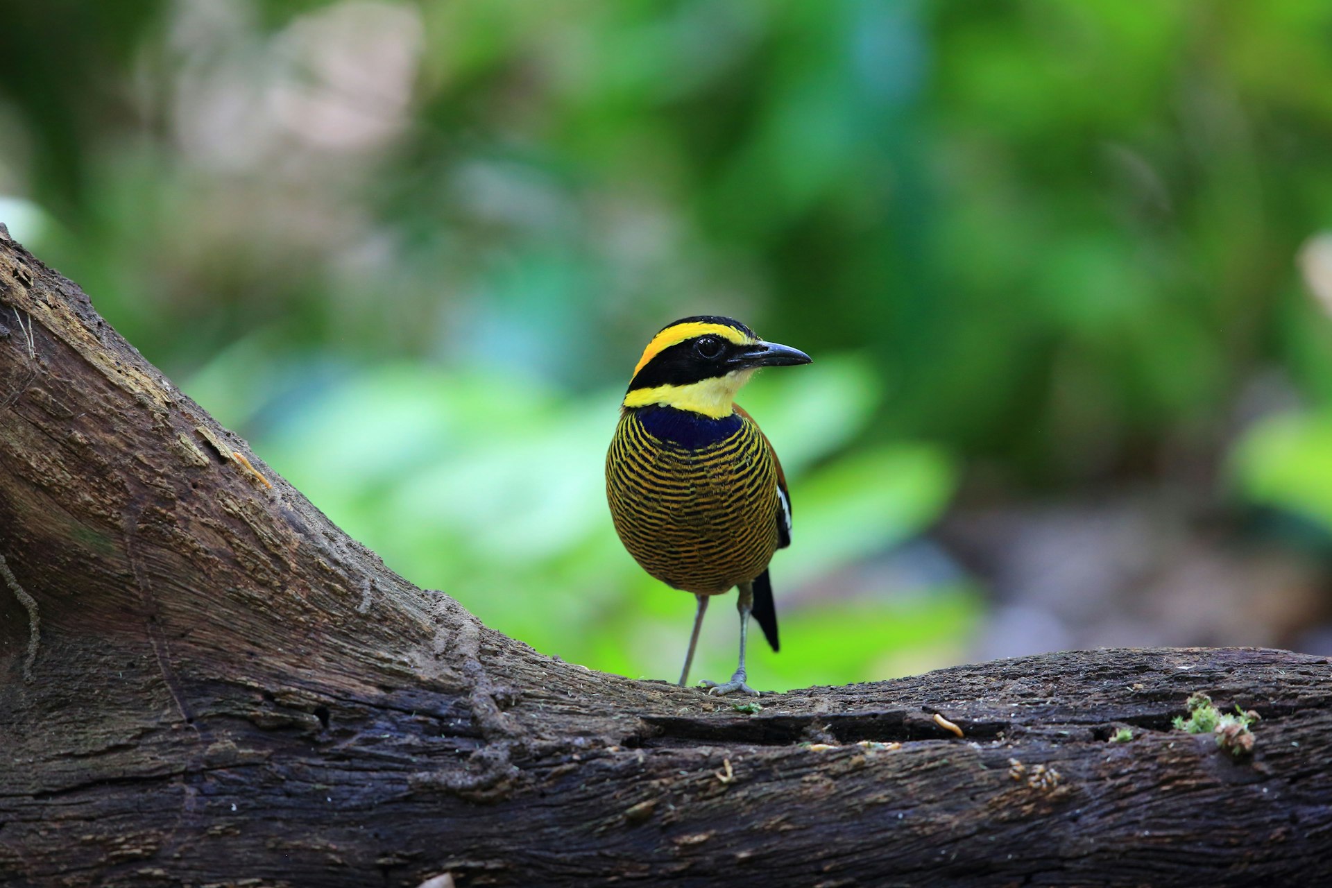 Javan Banded Pitta (Pitta guajana) standing on a branch in West Bali National Park.