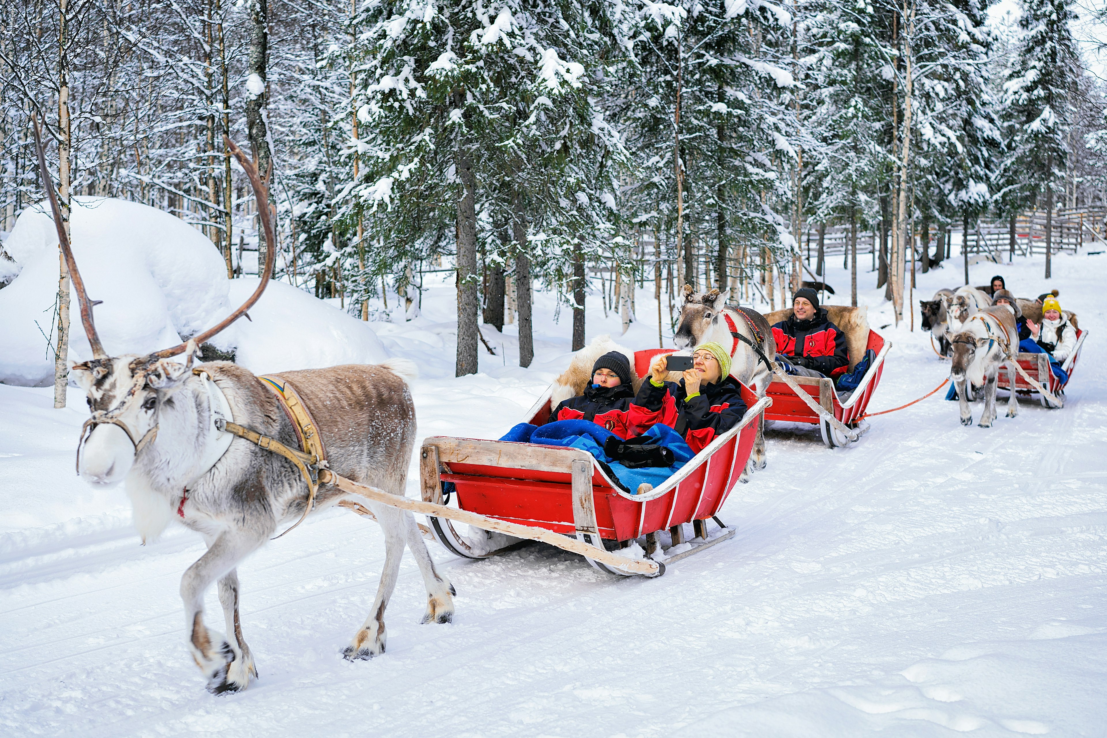 People in reindeer-pulled sleigh caravan safari through a wintry forest in Rovaniemi, Lapland, Finland