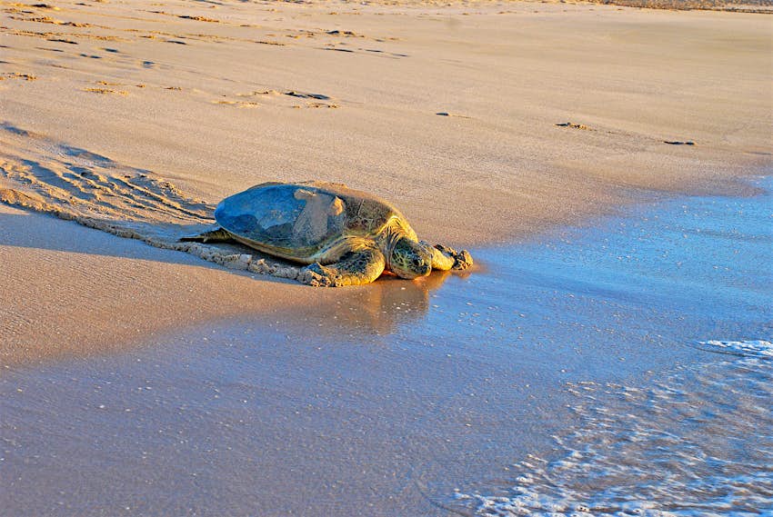 A green sea turtle (Chelonia mydas) on the sand in Ras Al Jinz, Oman