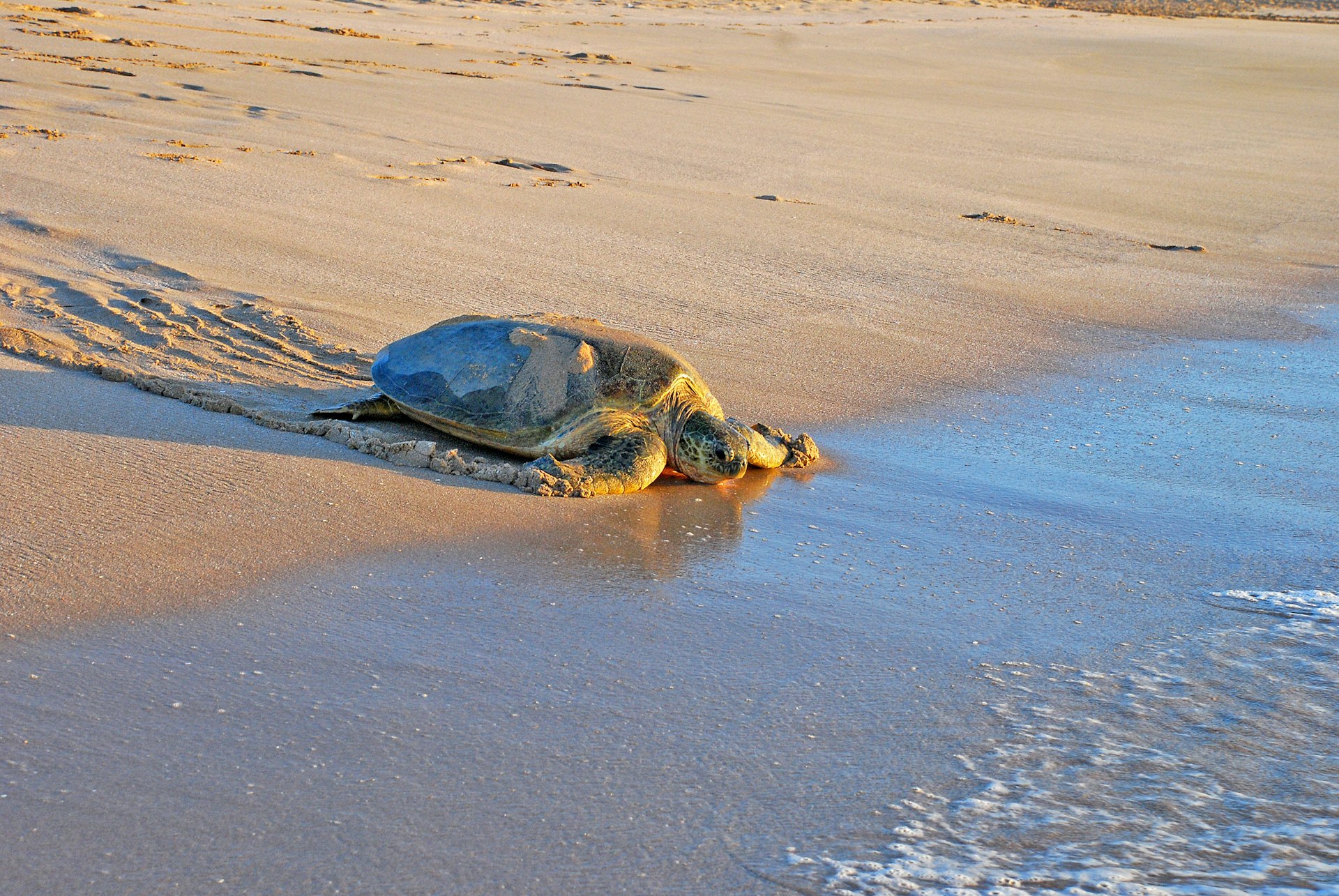 Green sea turtle (Chelonia mydas) on the sand in Ras Al Jinz