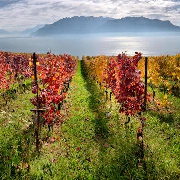 Panorama of autumn vineyards in the Lavaux-Oron District, with Lake Geneva in the distance.