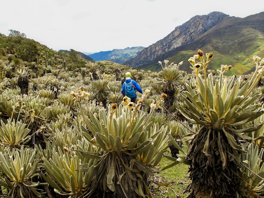 Hiker in Colombian paramo highland of Cocuy National Park, surrounded by the beautiful Frailejones plants.