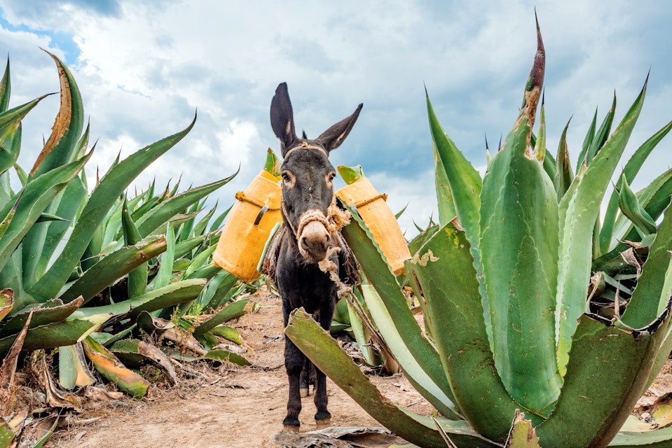 Beautiful Donkey at the Maguey fields in Tlaxcala, Mexico