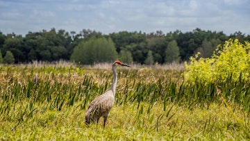 Sandhill Crane at Crews Lake Wilderness Park, Spring Hill, Florida