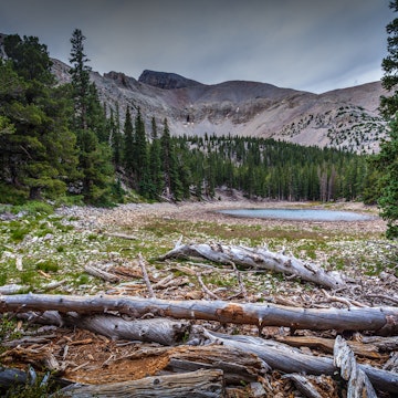 This is a distant capture of Stella Lake in Great Basin National Park in Nevada, with Wheeler Peak in the background. Logs litter the shoreline.