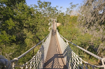 Canopy Walk in a Subtropical Forest in the Santa Ana Wildlife Refuge in Texas