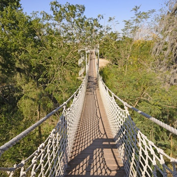 Canopy Walk in a Subtropical Forest in the Santa Ana Wildlife Refuge in Texas