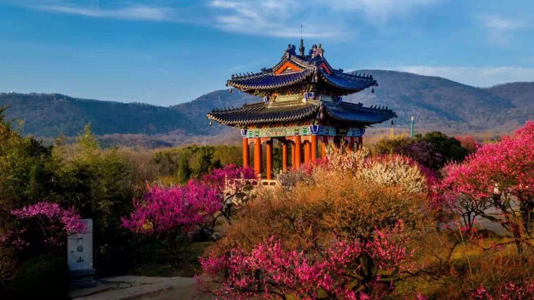 Plum Blossom Hill Provided by Nanjing culture and Tourism Bureau.jpg