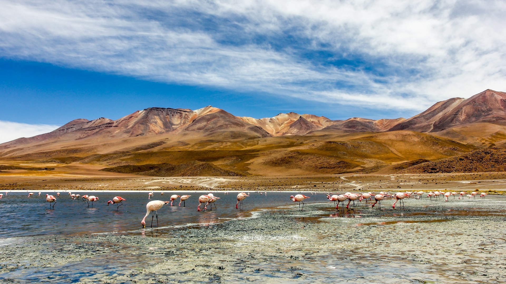 Flamingos on a lake in Southern Bolivia
