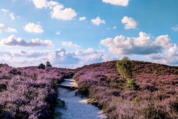 A sandy path through fields of blooming heather.