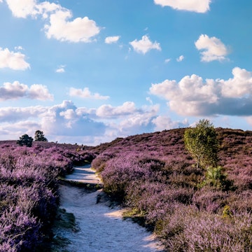 A sandy path through fields of blooming heather.